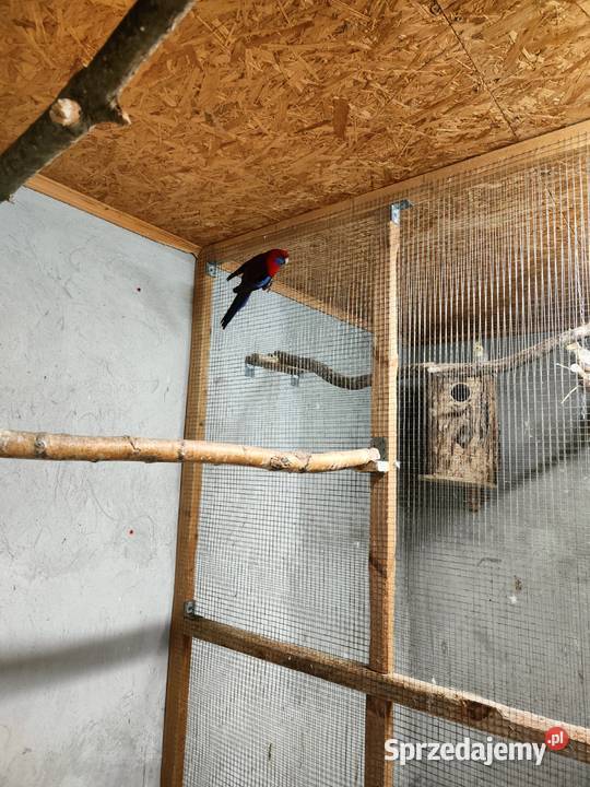 Sprzedam samca rozeli królewskiej z 2024 samicę Ptaki Lipa