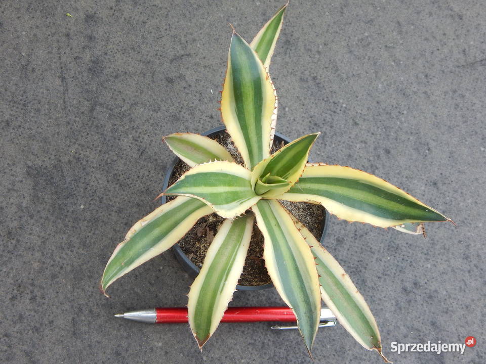 Agawa w czterech kolorach Agave lophantha małopolskie Kraków