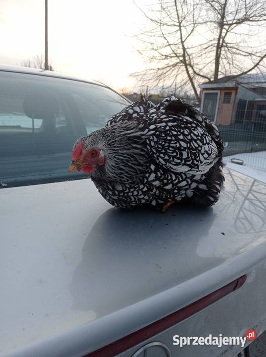 Stadko Wyandotte srebrnołuskowane lubelskie