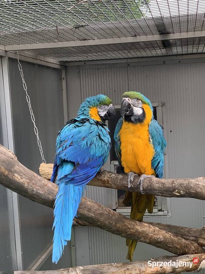 Papuga Ara Ararauna Pupile Rybnik