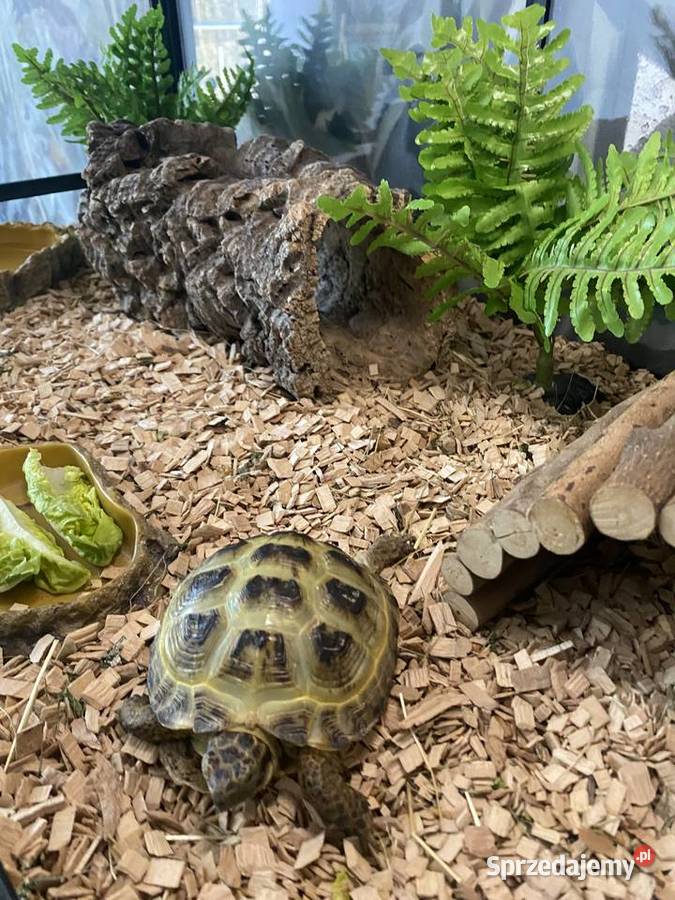 Źółw stepowy Lesznowola