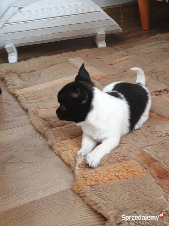 Chihuahua piękna dziewczynka DAMA Kleszczów sprzedam