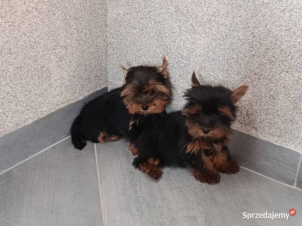 Yorkshire terrier York Zwierzęta Września sprzedam