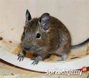 Sprzedam koszatniczki Pozostałe Lubatowa