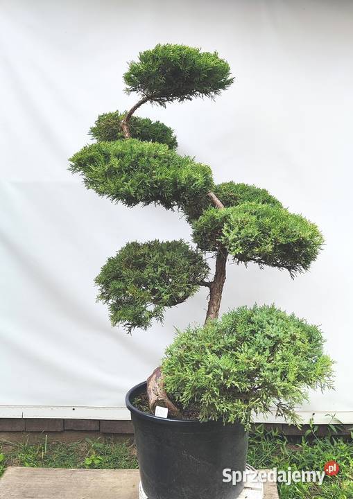 Bonsai Niwaki Jałowiec Wilhelm Pfitzer Medynia Łańcucka