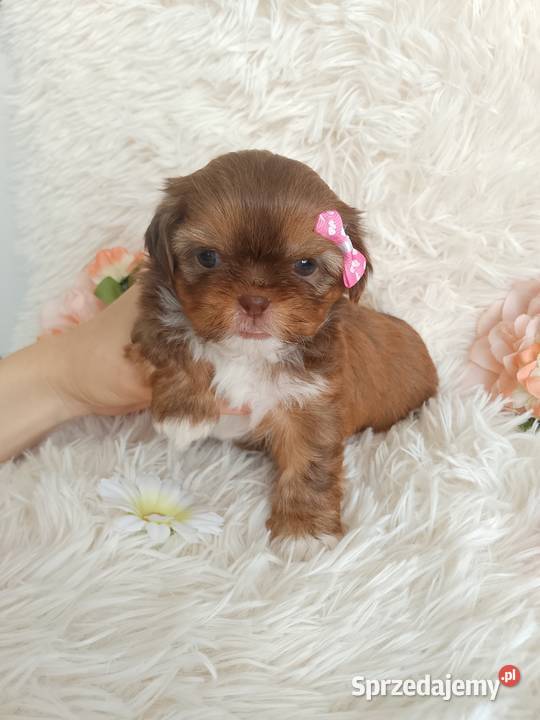 Suczka szuka domku ShihTzu Shih Tzu Kluczbork