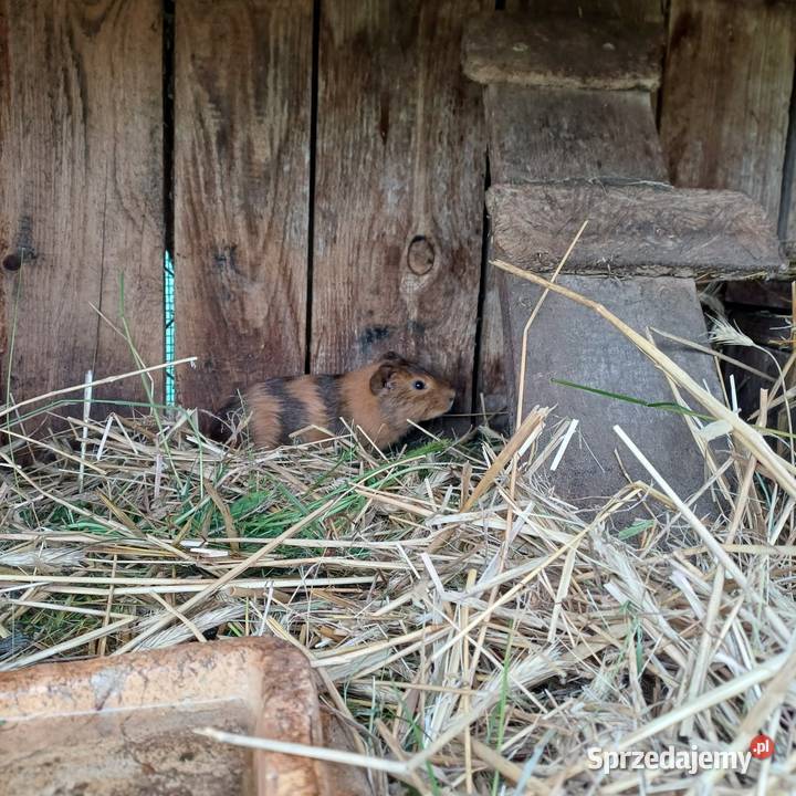 Swinka morska samczyk Gryzonie Łask sprzedam