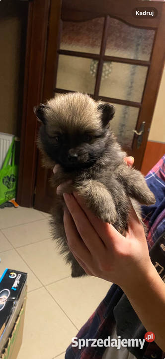 Pomeranian szpic miniaturowy Pawłów
