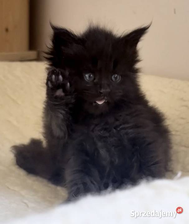 Maine Coon importach Wińsko sprzedam