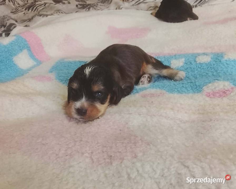 Cocker Spaniel Angielski Suczka Jutrosin