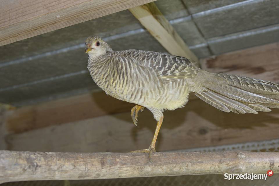 Bażanty złociste czerwone i bananowe koguty i kury