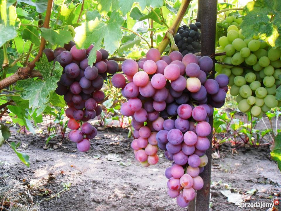 Sadzonki winorośli Ukraina Rośliny Przemyśl