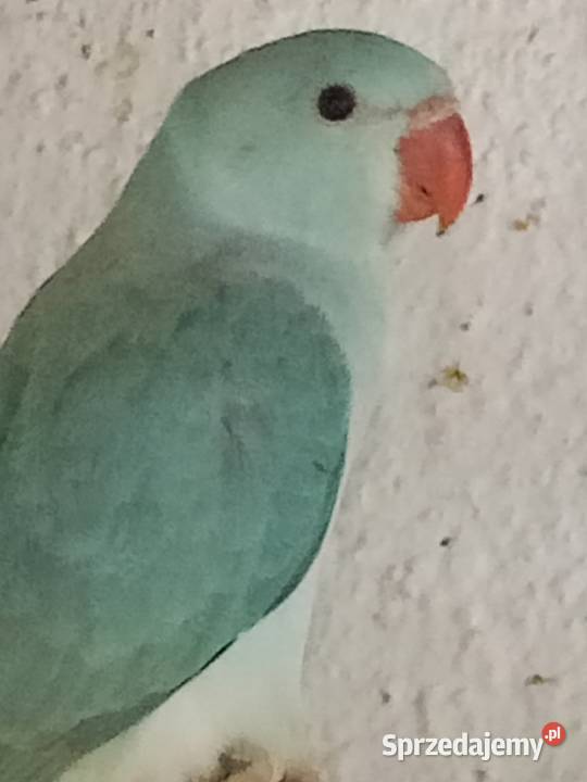 Aleksandretty Strzelce Opolskie