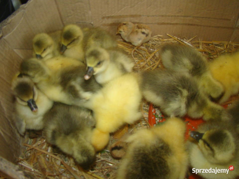 Sprzedam gąski gęsi Pożdżenice