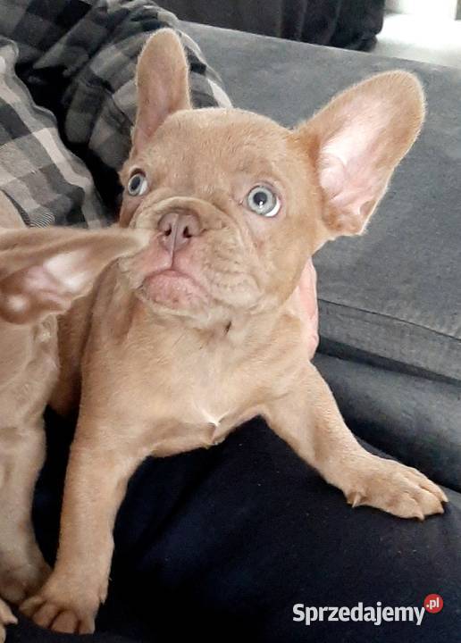 Buldog francuski piesek isabella łódzkie Pabianice