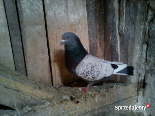 gołebie rysie Wąbrzeźno