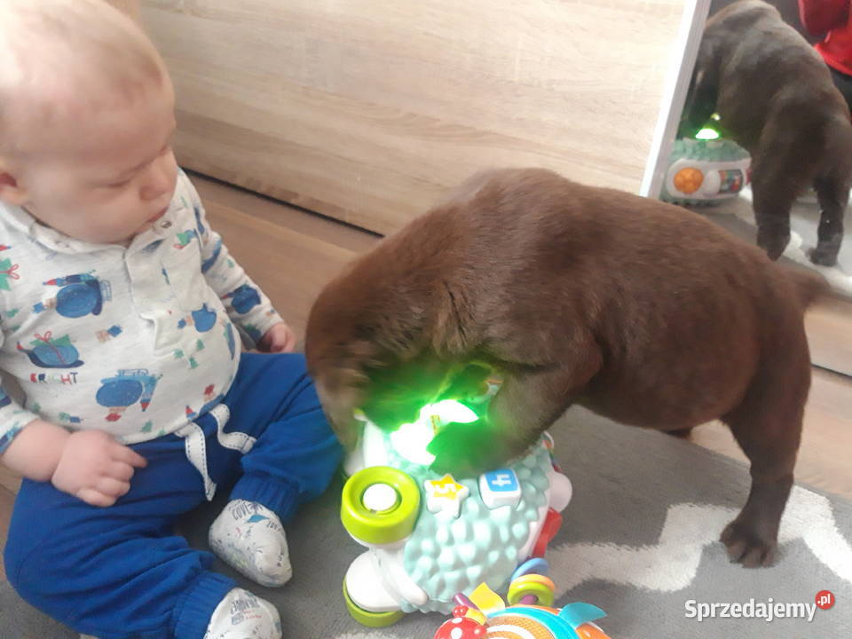 Sprzedam szczeniaki rasy Lablador kolor Labrador Liplas