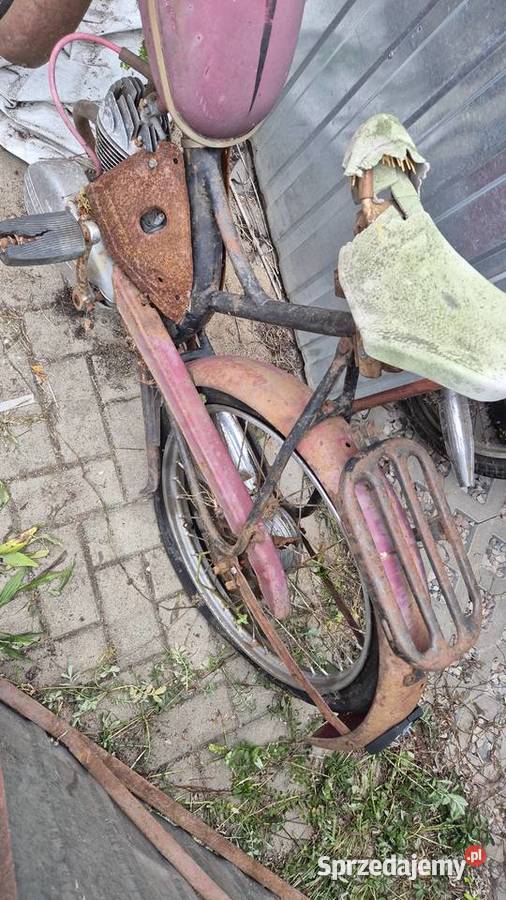 Komar sztywniak Hryniewicze