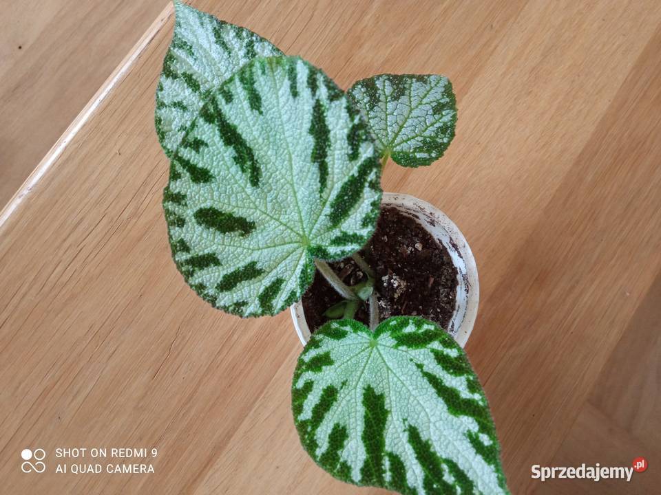 Begonia Silver Jewel begonia zebra Białystok