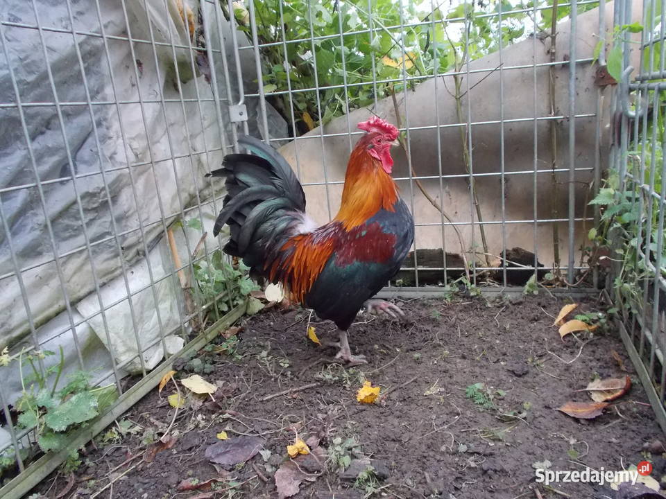Liliputki złociste różyczkowe para kogut kura Kutno