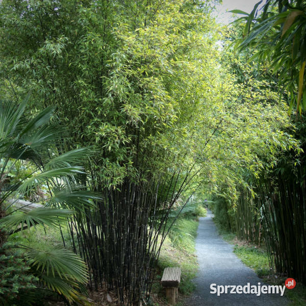 BAMBUS CZARNY Phyllostachys nigra NASIONA 500 Lubanie