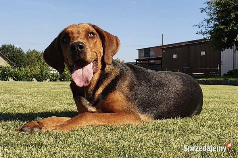 Ogar Polski sunia Wodzisław Śląski sprzedam