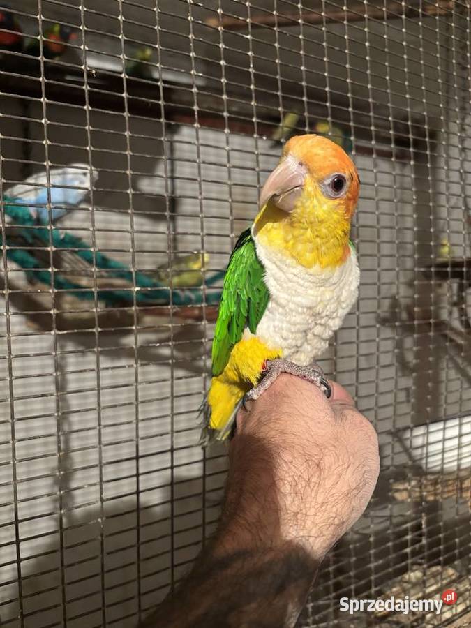 Barwinka białobrzucha oswojona Gdów sprzedam