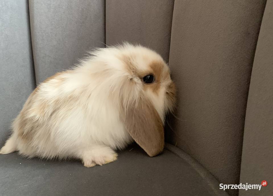 Królik miniaturka baranek mini lop Gniezno sprzedam