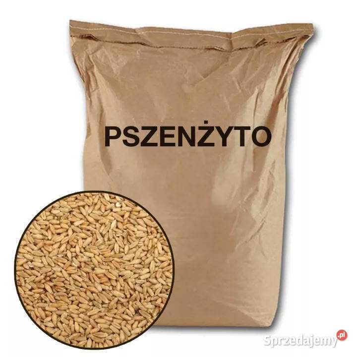 Ziarno zboże pszenżyto Wężyczyn