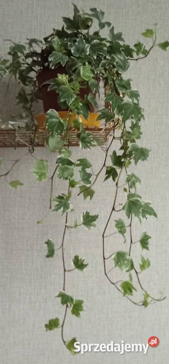 Roślina doniczkowa bluszcz Hedera Helix Liściaste Łódź sprzedam