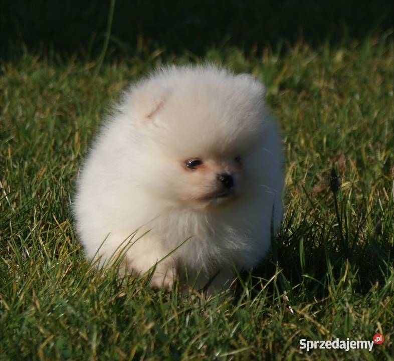 Szpic miniaturowy pomeranian w typie misia