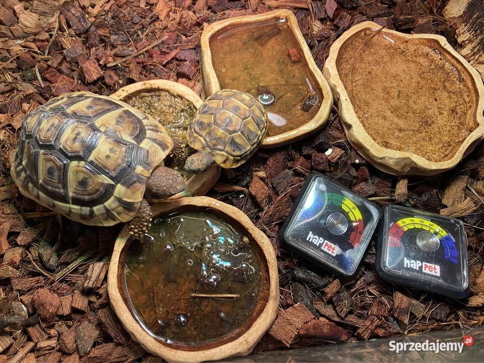 OKAZJA Żółw stepowy z terrarium 2 komplety