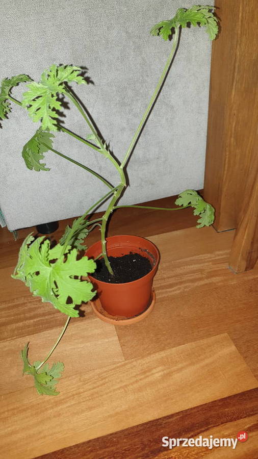 Geranium anginka Roślina zdrowotna duża Warszawa