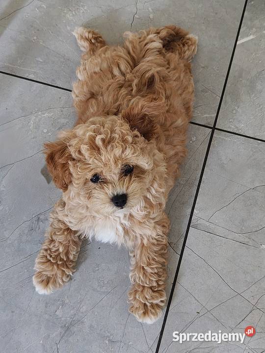 Szczenięta Maltipoo Maltańczyk Pudel Toy Pozostałe podkarpackie Zręcin
