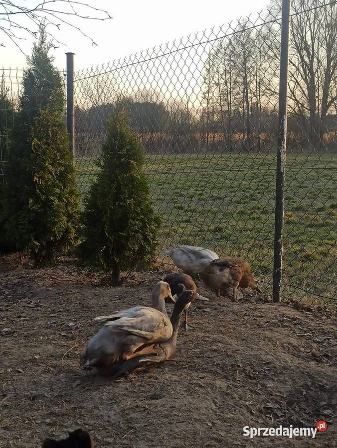 Jaja lęgowe biegusa biegus indyjski Krupe