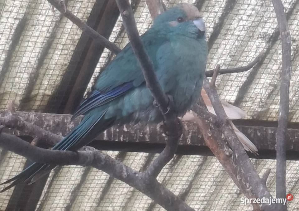 Papugi koziekozy Rydułtowy