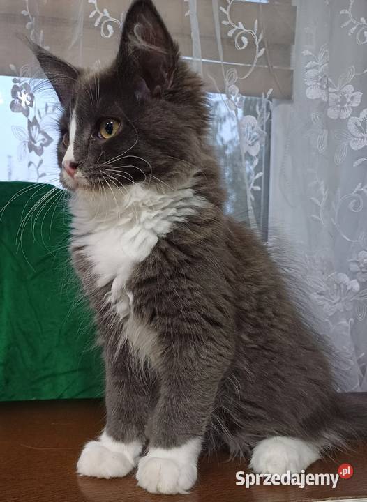 Maine Coon kocurki Rodowód fpl Maine Coon małopolskie Olkusz