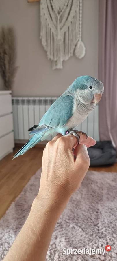 Papuga ręcznie karmiona mnicha nizinna Warszawa