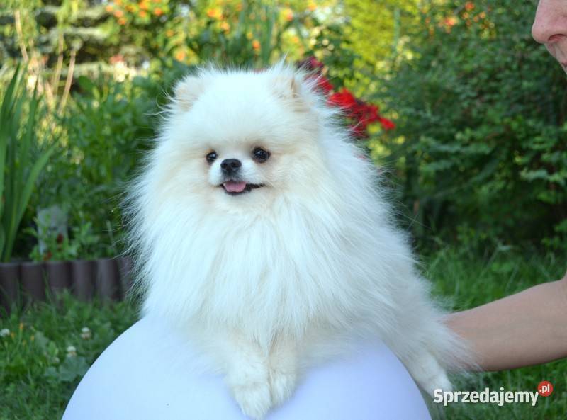 SZPIC MINIATUROWY POMERANIAN ŚLICZNY REPRODUKTOR Drogusza