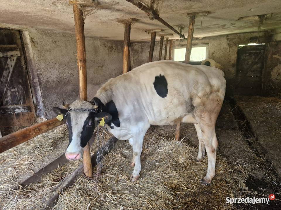 Krowa wysokocielna jałówka Śląsk Cieszyński Hażlach