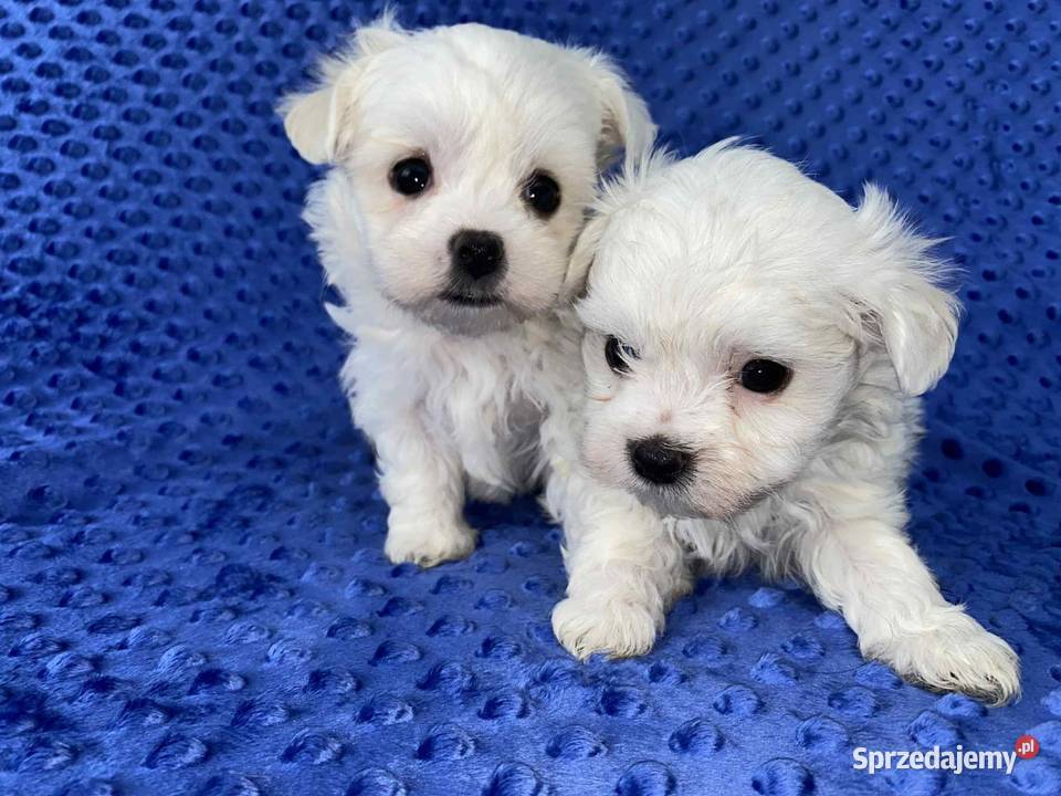 Maltańczyk gotowy do odbioru Będzin sprzedam