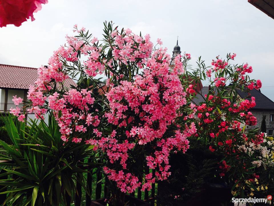 Szczepki oleander Rośliny