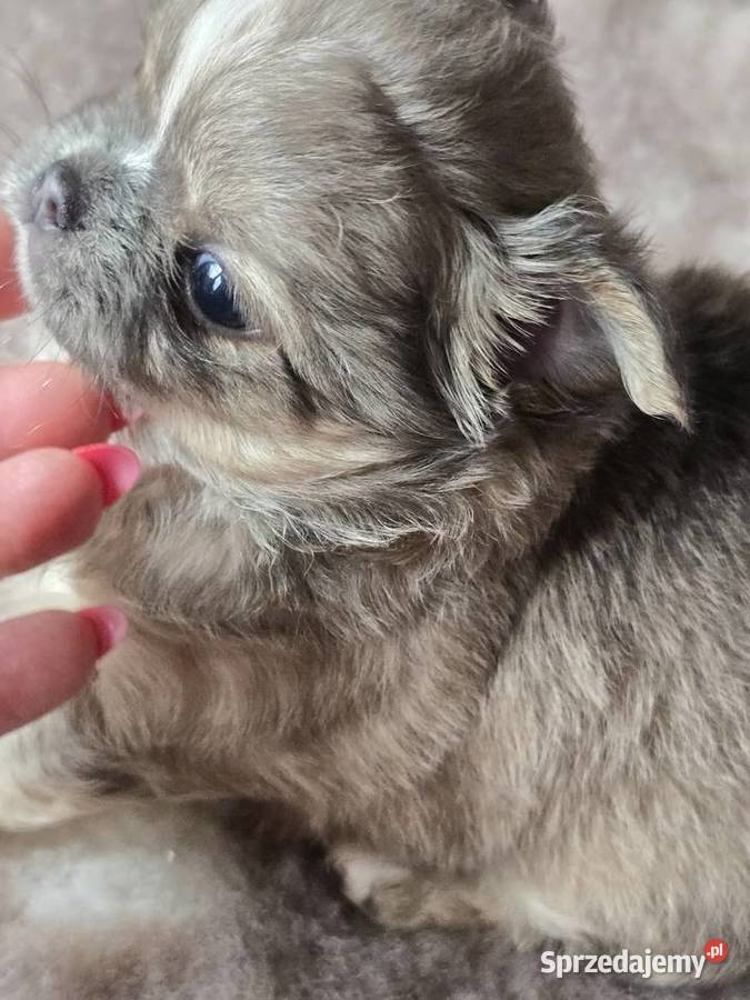 Chihuahua Liliowy Mini Bielsko-Biała