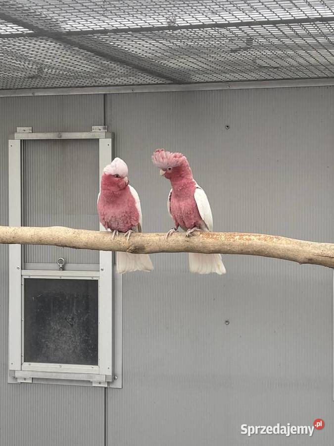 Kakadu Różowa Lutino para 2022