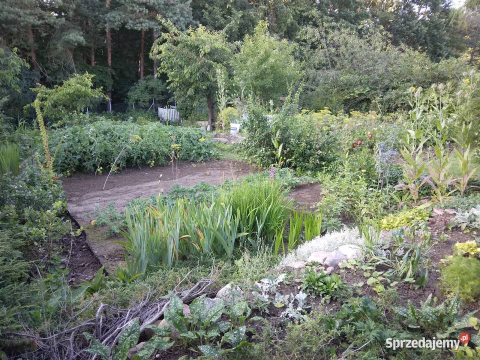 Działka ROD Gdynia Mały Kack Ogród działkowy