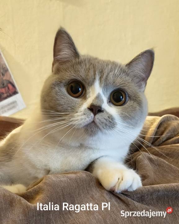 Brytyjski kotka Tarnów