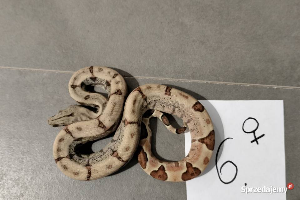 Boa cesarskie samice hypo cb26 śląskie sprzedam