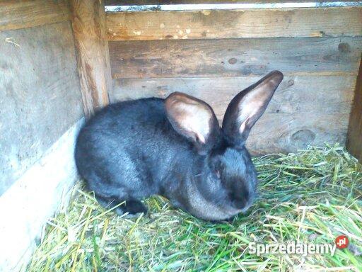 królika rasy Belgijski Olbrzym Jarocin sprzedam