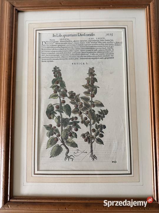 Antyczny Miedzioryt 1563 Rycina Botaniczna