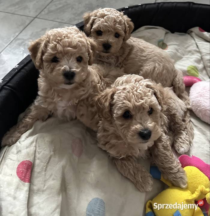 Piesek bichpoo bichon frise pudel toy nie mazowieckie Warszawa